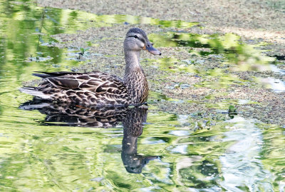 Mallard 