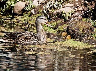 Mallard 