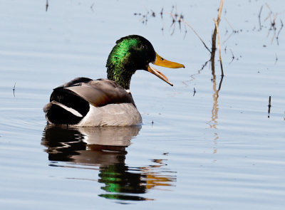 Mallard Llano 
