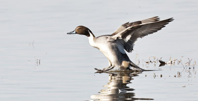 Northern Pintail Landing 