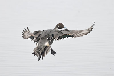 Northern Pintail Glide
