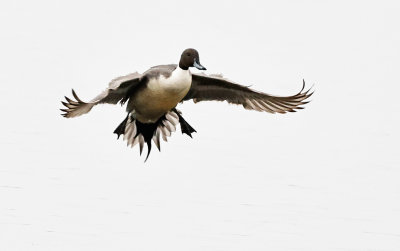 Northern Pintail Gliding In