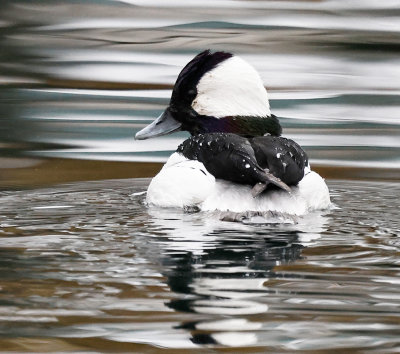Bufflehead
