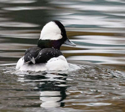 Bufflehead 