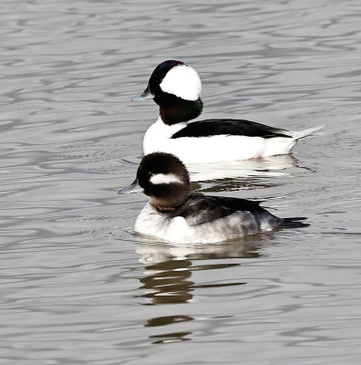 Bufflehead Pair 