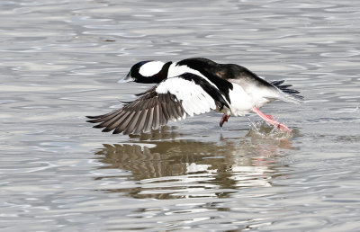 Bufflehead Lift Off