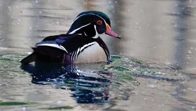 Wood Duck