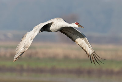 Sandhill Crane Flight