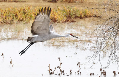 Sandhill Crane Flight