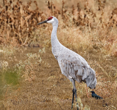 Sandhill Crane