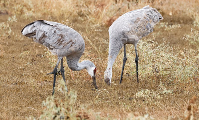 Sandhill Crane Adult and Colt