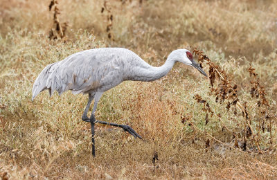 Sandhill Crane 