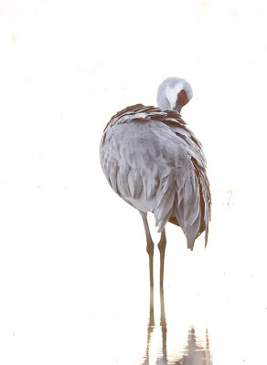 Sandhill Crane Preening