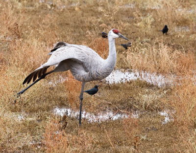 Sandhill Crane 