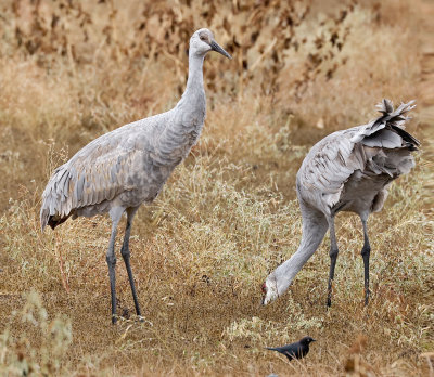 Sandhill Crane Colt and Adult