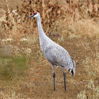 Sandhill Crane Colt and Adult