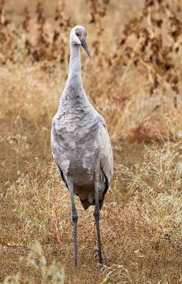 Sandhill Crane Colt