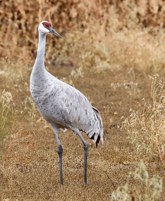 Sandhill Crane 