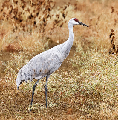 Sandhill Crane viii Llano Seco 20 October 2021.jpg