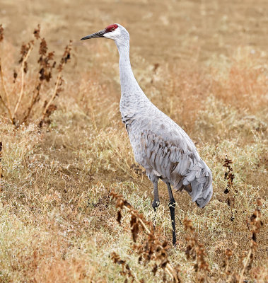 Sandhill Crane