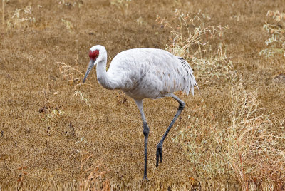 Sandhill Crane 