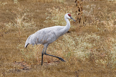 Sandhill Crane 