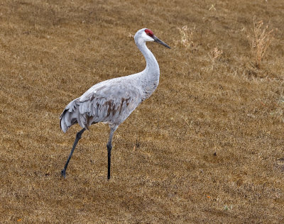 Sandhill Crane