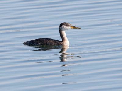 Red-necked Grebe