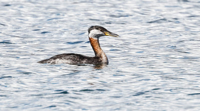 Red-necked Grebe 
