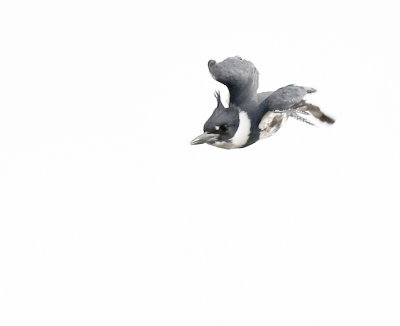 Belted Kingfisher Dive ii