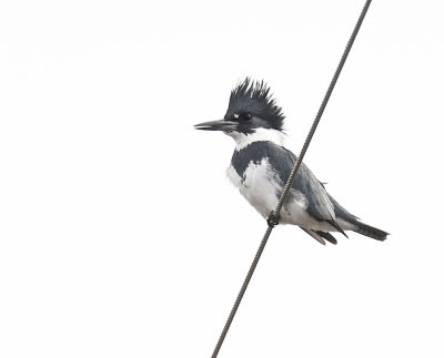 Belted Kingfisher 