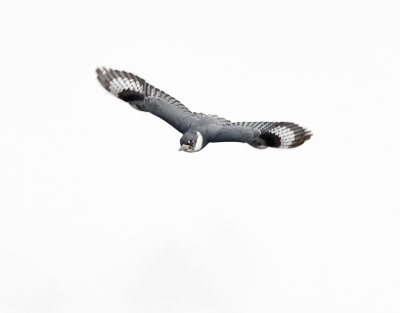 Belted Kingfisher Dive