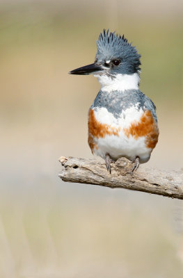 Belted Kingfisher