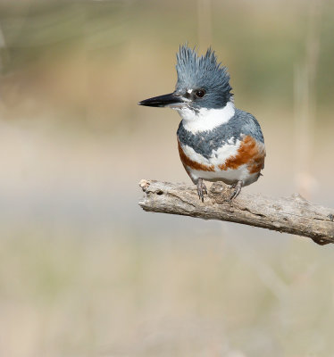 Belted Kingfisher 