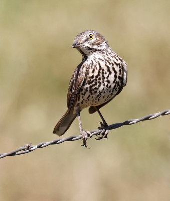 Sage Thrasher 