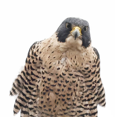 Peregrine Falcon
