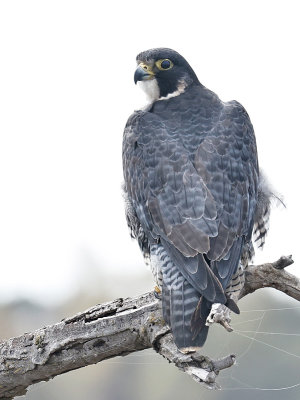 Peregrine Falcon 
