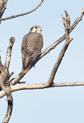 Prairie Falcon