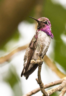 Costa's Hummingbird 