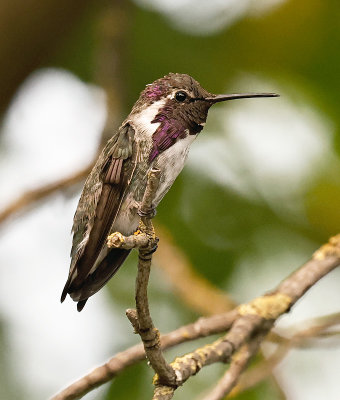 Costa's Hummingbird 