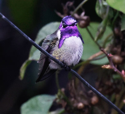 costas_hummingbird