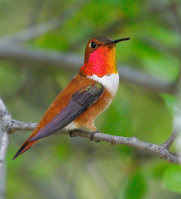 rufous_hummingbird