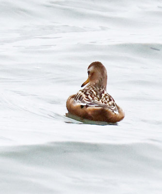 Red Phalarope