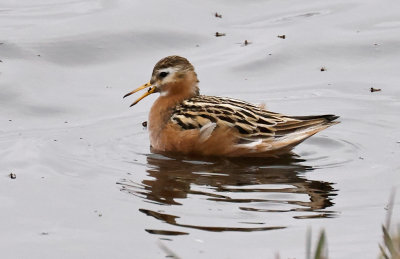 Red Phalarope