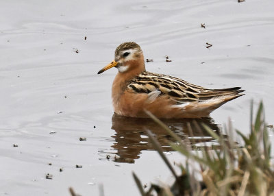 Red Phalarope