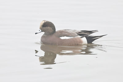 American Widgeon