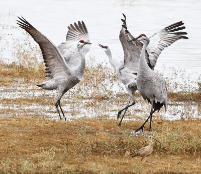 Sandhill Cranes