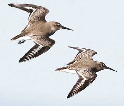 Dunlin 