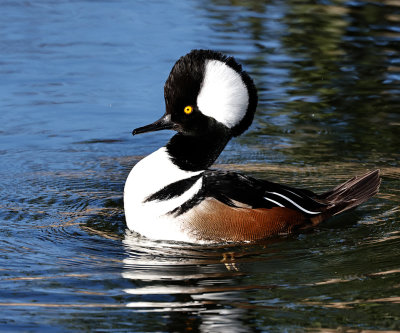 Hooded Merganser 