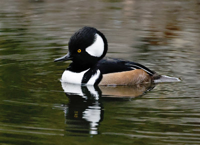 Hooded Merganser 